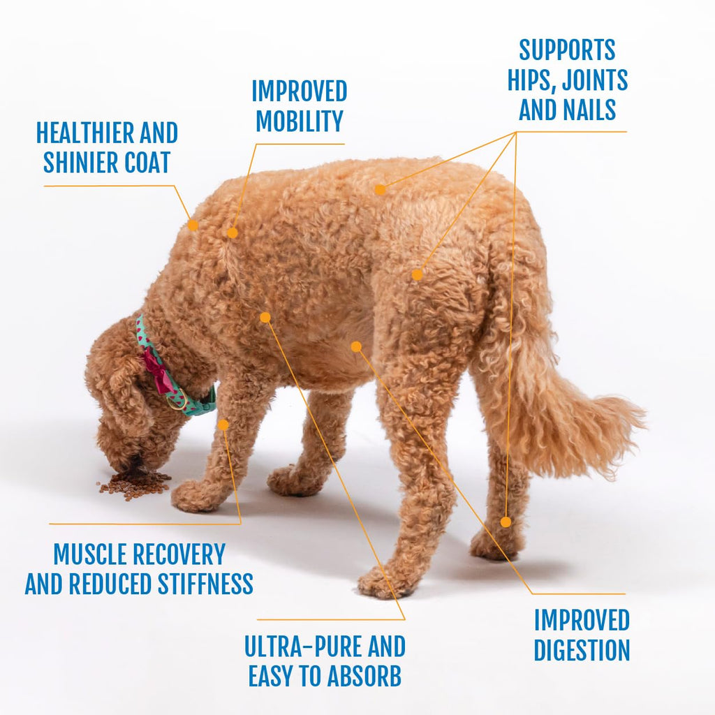 Eggshell Membrane Collagen Powder for Dogs A45557
